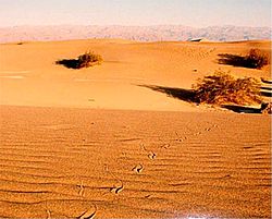 Geen poten! Sporen van een sidewinder slang in Death Valley, Californië