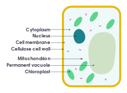 Um diagrama simples de uma célula de planta