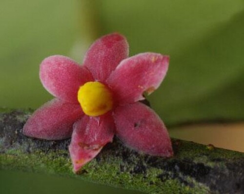 Sirdavidia solannona