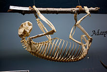 Skeleton of the actual two-fingered sloth (Choloepus didactylus)