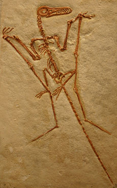 Rhamphorhynchus z Solnhofen