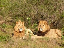 Lions