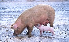 Svin kan have mere end én type influenza på samme tid. Det betyder, at virus kan blande gener og blive til en influenzatype, der kan forårsage en pandemi.  