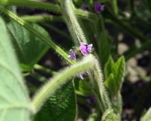 Zygomorphic flowers