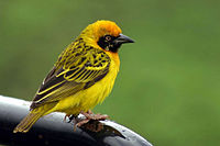 Speake's Weaver