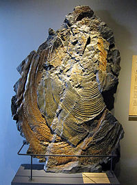 Największy małż na świecie (187 cm), skamielina Sphenoceramus steenstrupi z Grenlandii w Muzeum Geologicznym w Kopenhadze