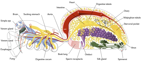 Hämähäkin sisäinen anatomia  