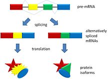 Alternatif splicing iki protein izoformu üretir.