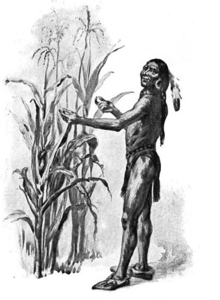 Squanto v kukuřici  