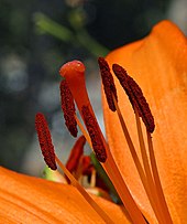 Many monocotyledons have six stamens (here Hemerocallis)