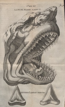 Espécimen de Elementorum myologiae , 1669