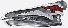 La cavidad cerebral de S. stenops está en rojo  