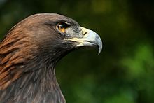 The golden eagle (Albanian Shqiponja) - a symbol of Albania