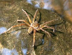 Araña