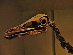 Schedel van Struthiomimus altus  