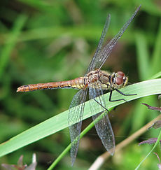 Le libellule sono predatori naturali di zanzare.