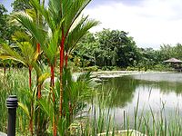 Den botaniske have i Singapore, som er en del af Singapores skove.  