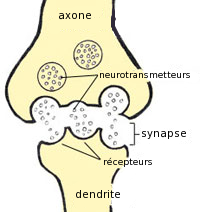 A szinapszis csomópont (a kifejezések francia nyelven)