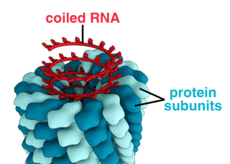 Struktur af tobaksmosaikvirus: RNA viklet ind i en spiral af gentagne proteinunderenheder  