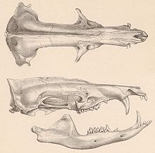 Skull of the Great Tenrec (Tenrec ecaudatus)