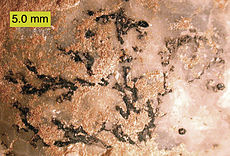 Thallograptus sphaericola , dendroidní graptolit, připojený k cystoidu Echinosphaerites aurantium; ordovik severovýchodního Estonska.