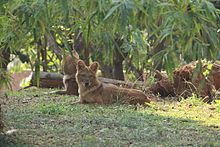 Buche che riposano in uno zoo in India