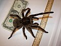 Large: Theraphosa blondi 120вЂ“140 mm