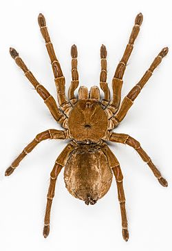 Goliath birdeater (Theraphosa blondi), suurin hämähäkki.  
