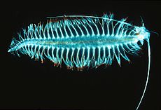 Tomopteris no planktona