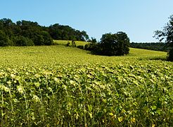 Sunflowers in Dordogne