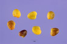Seeds of Swedish clover (Trifolium hybridum)