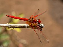 Kirby's dropwing (Trithemis kirbyi) i Tsumeb, Namibia  