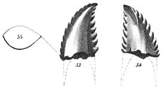Ilustración de los dientes