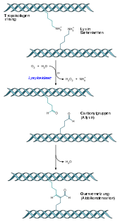 The precursor of collagen the tropocollagens with their cross-links are at the molecular level the central site of tanning