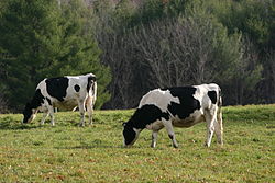 Bovins laitiers en train de paître (manger de l'herbe) dans un champ.