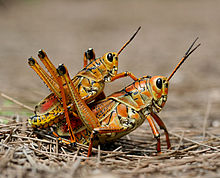 Romalea guttata cavallette che si accoppiano