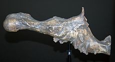 Gehirnabdruck von Charles, im Fossilienmuseum von Portobello