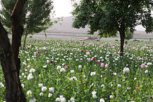 Opium je pro Taliban hlavním zdrojem příjmů: Opiové makové pole v údolí Gostan, provincie Nimrúz, Afghánistán