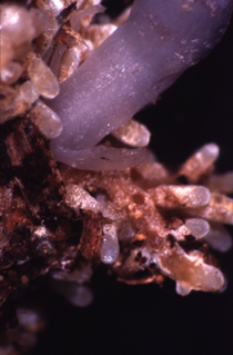 Mično-heterotrofne korenine Monotropa uniflora z micelijem Russula brevipes