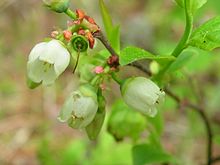 Fiori di mirtillo