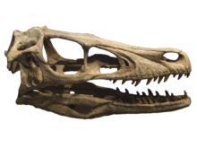 Letvægtskranie af Velociraptor: hjernen var gemt væk på bagsiden af kraniet.