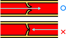 Action of the venous valves
