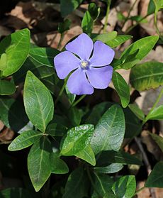 Květ periwinkle  