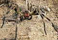 Phoneutria nigriventer Brazilian wandering spider