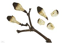 Inflorescence