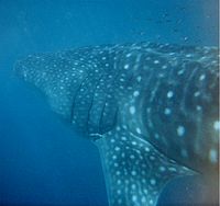Un tiburón ballena en el arrecife de Ningaloo, en el oeste de Australia  