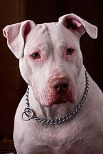 Baltas pitbulterjeras