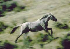 Ein verwildertes Pferd (ein amerikanischer Mustang) in Wyoming, USA