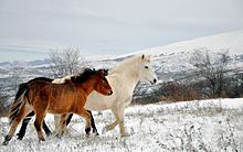 Paarden in hoge, besneeuwde bergen  