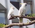 Two sulphur crested cockatoos from a big flock are on the lookout